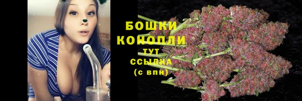 прущие грибы Алзамай